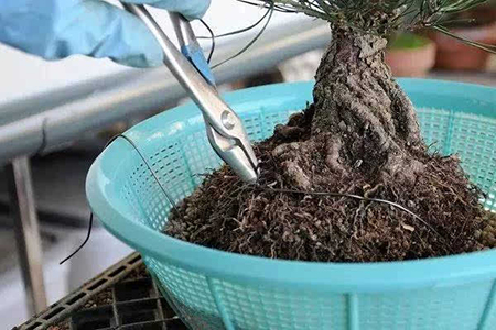 盆栽松树怎么上盆