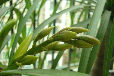 怎么使兰花开花更香,开花香的兰花品种推介!