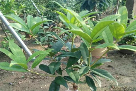 松针土适合养桂花吗