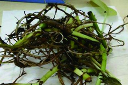 怎么样水养绿萝才能茂盛