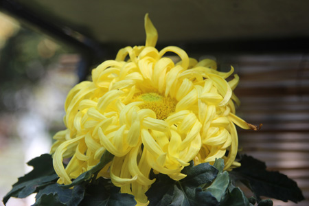 盆栽菊花怎么开花多