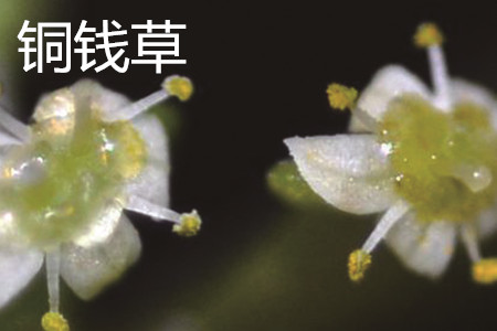 铜钱草和金钱草的区别