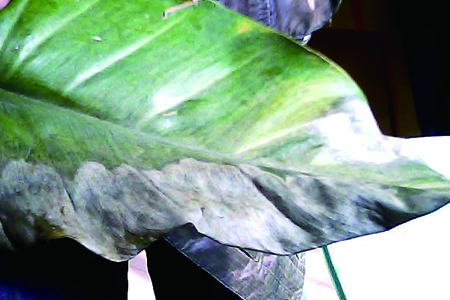 小盆栽叶子边缘焦枯解决办法