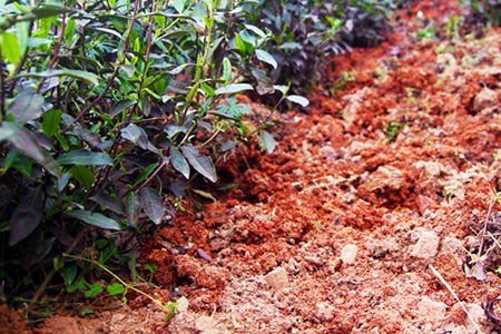 种茶要什么样的土壤