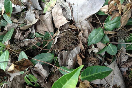 种茶要什么样的土壤