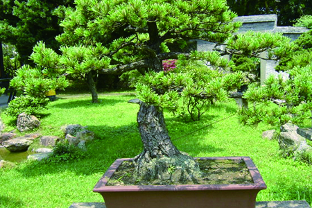 松树喜欢什么环境