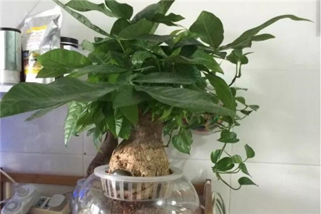 发财树水插多长生根