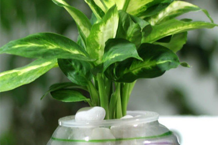 发财树水插多长生根