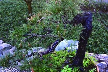 松树喜欢什么环境