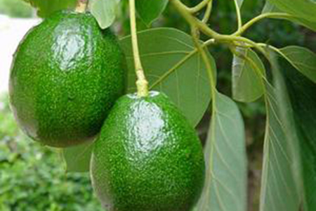 牛油果树几年能结出果