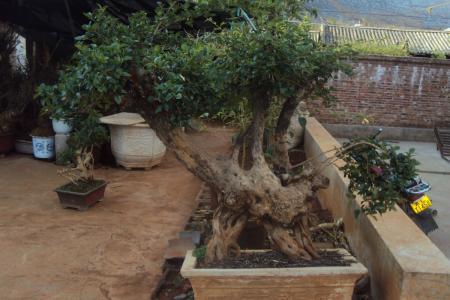 松树喜欢什么环境