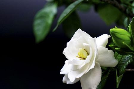 栀子花怎么种植才会茂盛