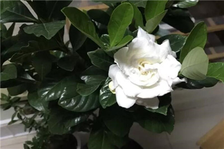 栀子花怎么种植才会茂盛