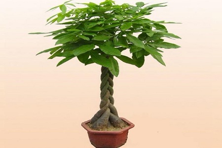 铜钱草能放厨房吗