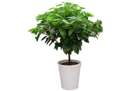 铜钱草能放厨房吗