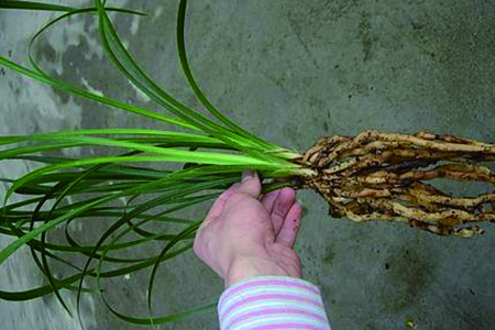 新入盆的兰花多长服盆，怎么样判断是不是成活？