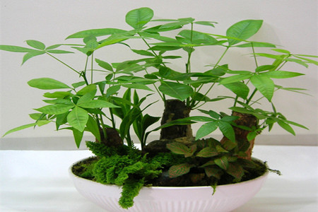 发财树叶子发黄能救吗