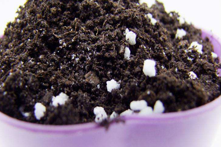 铜钱草怎么养殖