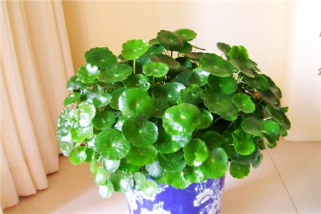 铜钱草怎么养殖