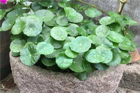 铜钱草要每天浇水吗