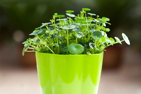 铜钱草要每天浇水吗