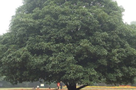 屋前种什么树最旺风水