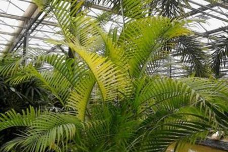 屋前种什么树最旺风水