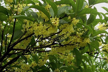 屋前种什么树最旺风水