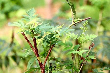 屋前种什么树最旺风水