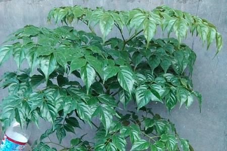 幸福树的养殖办法和注意些什么