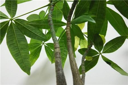 怎么挑选发财树