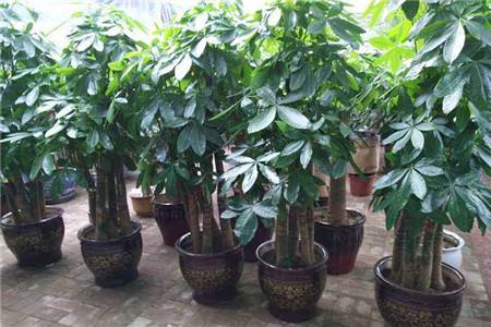 怎么挑选发财树
