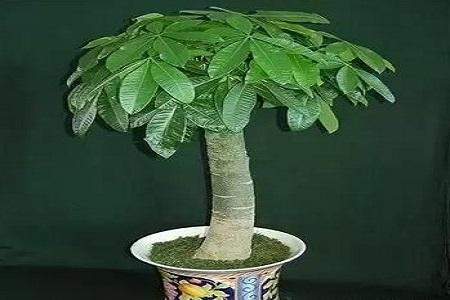 怎么挑选发财树