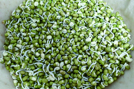 绿豆芽和黄豆芽的区别