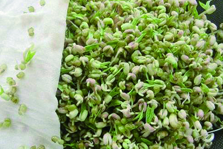 绿豆芽和黄豆芽的区别