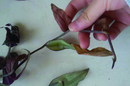 吊竹梅怎么修剪好看