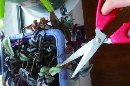 吊竹梅怎么修剪好看