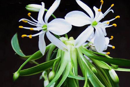 剪下小吊兰能水培吗