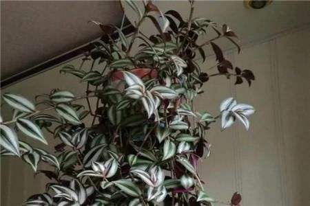 吊竹梅怎么修剪好看