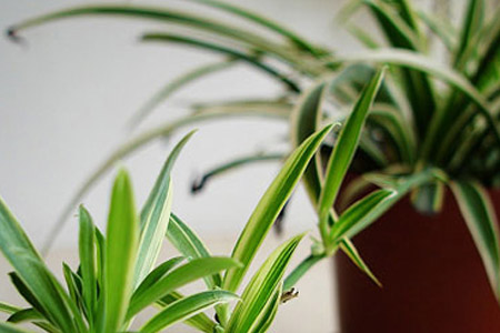 剪下小吊兰能水培吗