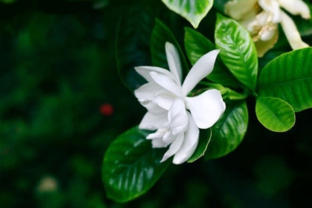 栀子花黑叶是啥原因