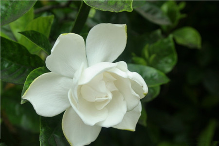 栀子花黑叶是啥原因