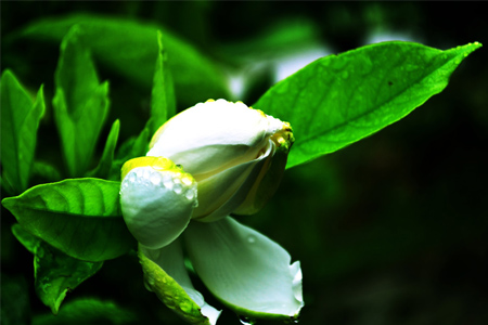 栀子花干叶子怎么补救