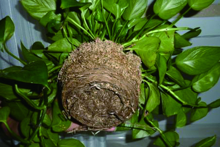 绿萝烂根不翻盆可以吗