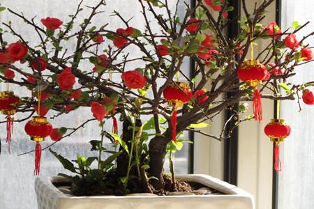 海棠花多久浇水，花期浇水有什么需要要注意的