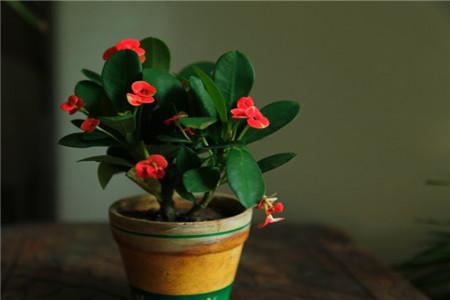 海棠花多久浇水，花期浇水有什么需要要注意的