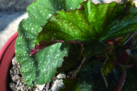 大叶海棠老枝怎么修剪