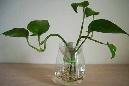 水养绿萝怎么修根