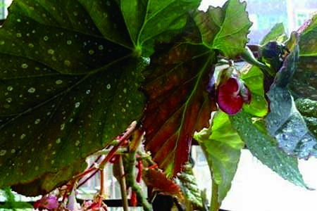 大叶海棠老枝怎么修剪