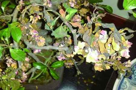 海棠叶子干枯什么问题